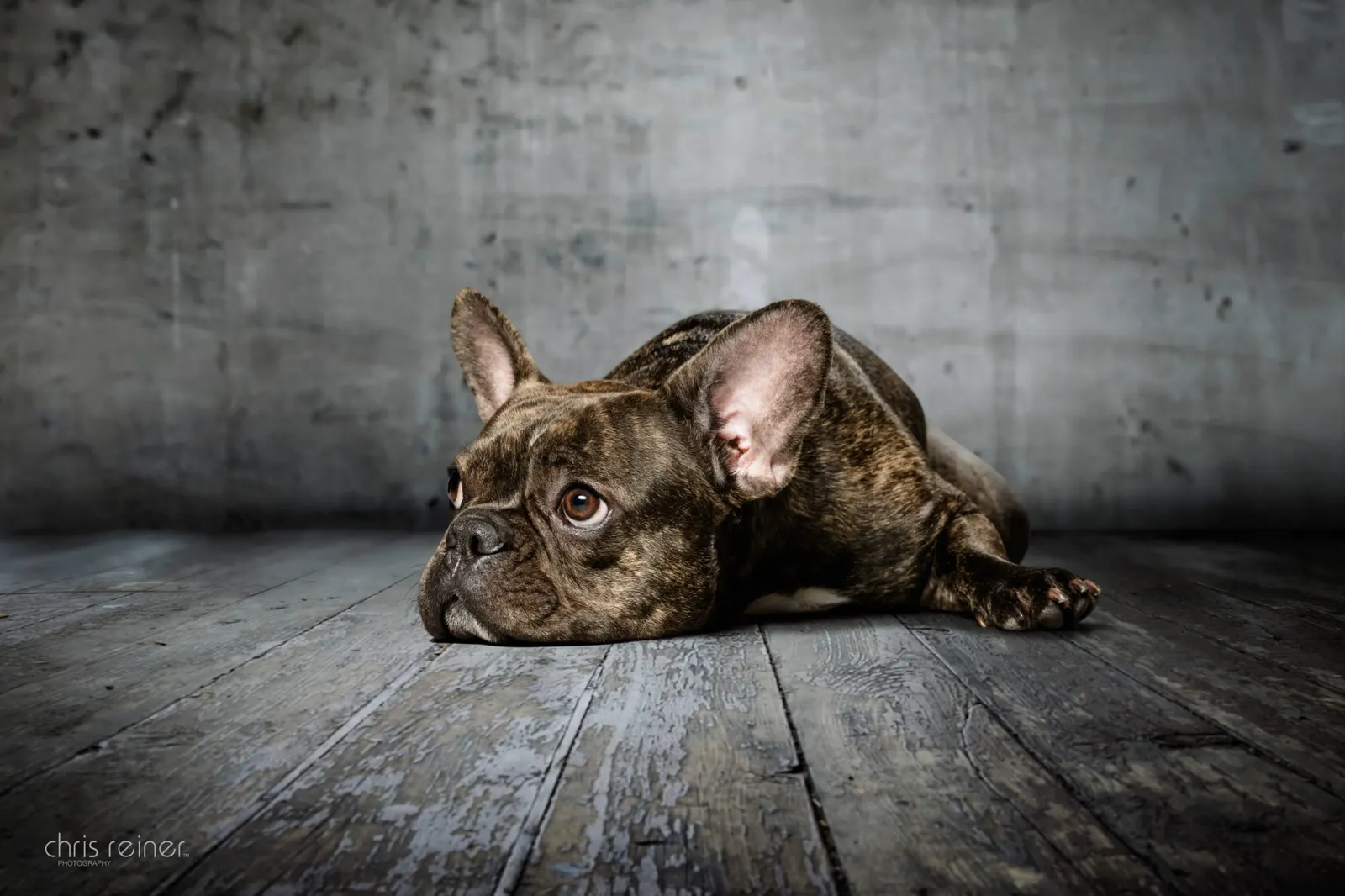 Tier & Pferd